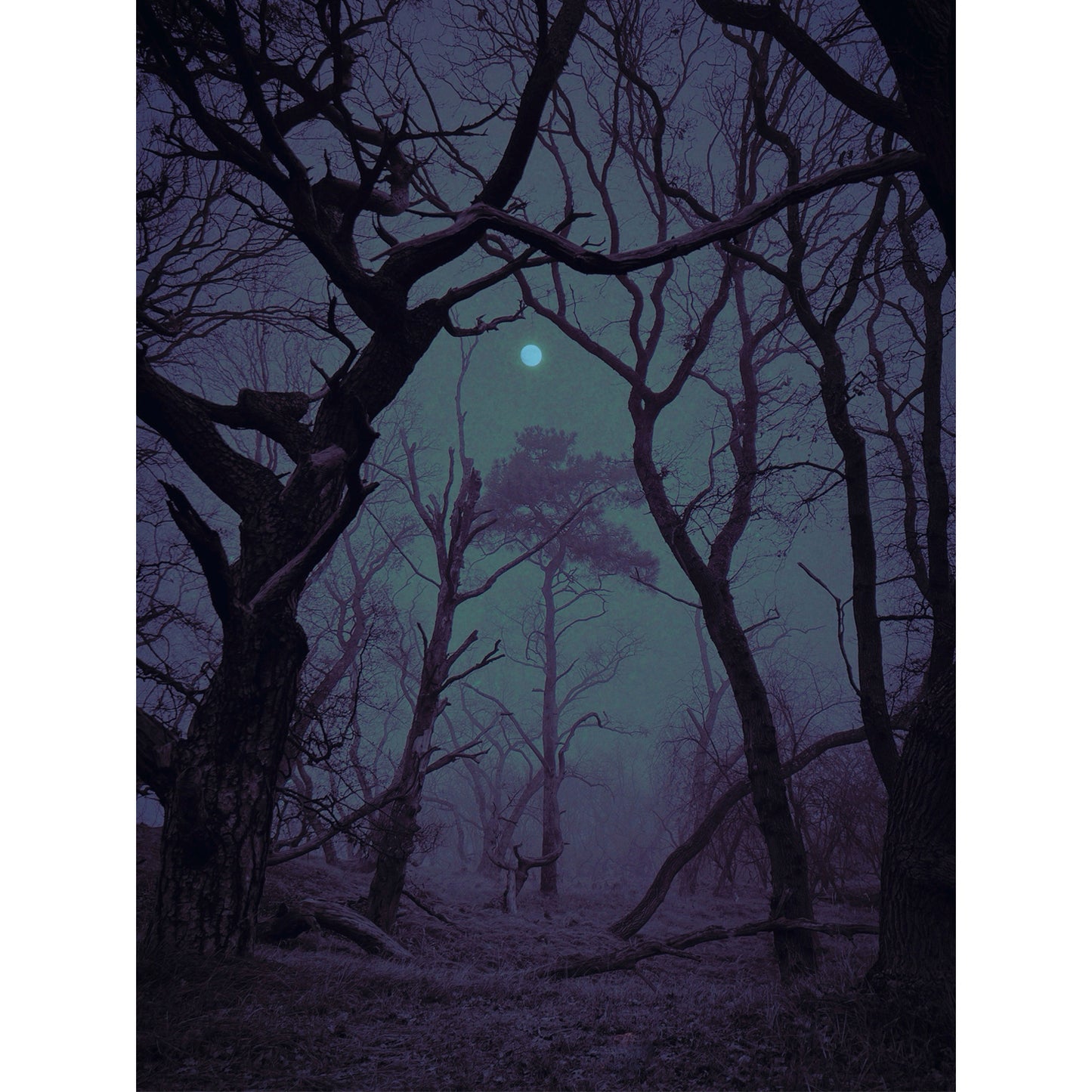 Pathless Woods 1