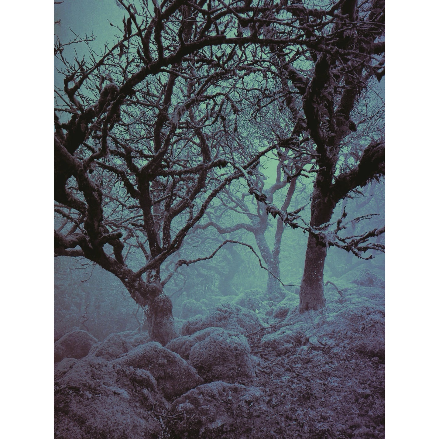 Pathless Woods 2