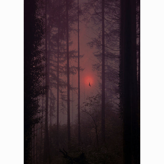 Veil of Night