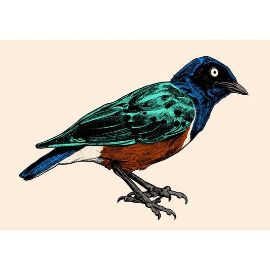 Superb Starling